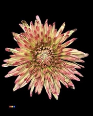 Chr G Topspin Hortensia
