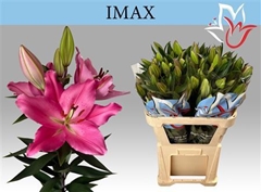 Li Or Imax 85cm 55+