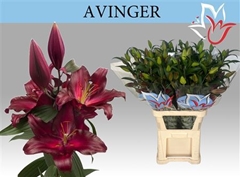 Li Or Avinger 105cm 55+