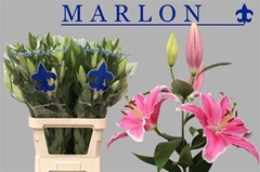 Li Or Marlon 95cm 41+