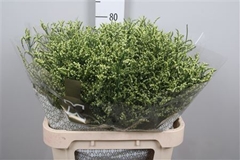 Lim Sin China Lemon 80cm 35gram