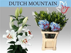 Li Or Dutch Mountain 100cm 65+