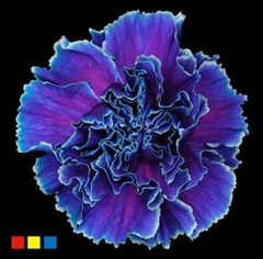 Dianthus St Slush Puppy