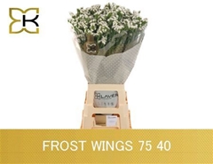 Lim S Frost Wings 75cm 40gram