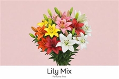 Lilium La Mixed 90cm 45+