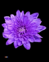 Chr T Euro Lilac