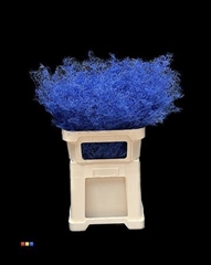 Limonium Blue
