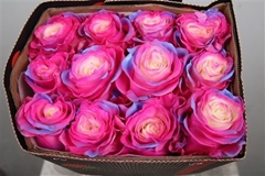 R Gr Colortreated 70cm