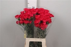 Di St Mandalay 70cm 23