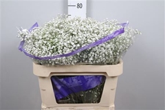Gyps Pa Overtime 75cm 30gram