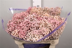 Gyps Colortreated 80cm 40gram