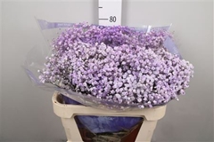 Gyps Colortreated 80cm 40gram