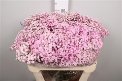 Gyps Colortreated 80cm 40gram
