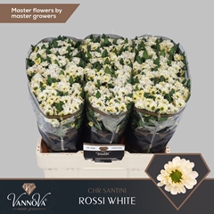 Chr San Rossi White 55cm 120g