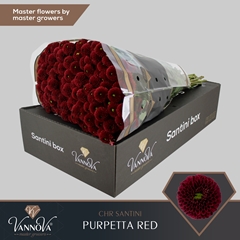 Chr San Aaa Purp Red 55cm 120g