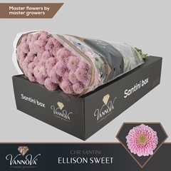 Chr San Ellison Swee 55cm 110g