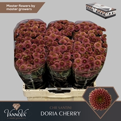 Chr San Doria Cherry 55cm 130g
