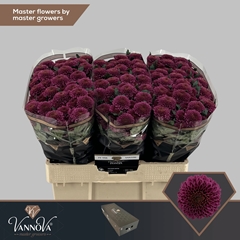 Chr S Antonelli 55cm 110g