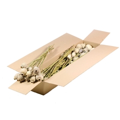 Droogbl Bewerkt H% 60cm