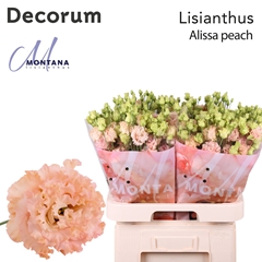 Eus G Alissa Peach 70cm