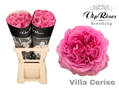 R Gr Villa Cerise
