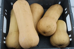 Cucurbita Other
