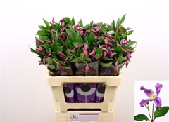 Clematis Amazing Rome 60cm 23 4