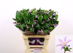 Clematis Star River 60cm 23 4