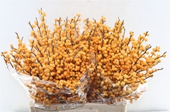 Ilex Golden Verboom 60cm