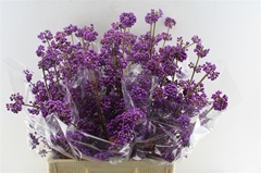 Callicarpa Bod Profu 65cm