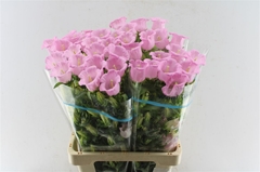 Camp M Pearl Pink 70cm