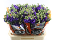 Eust Piccolo Violet 70cm