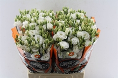 Eust G Rosita White 70cm