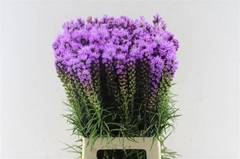 Liatris Spicata 70cm