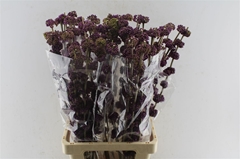 Callicarpa Giraldii 80cm