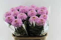 Chr G Marielle 85cm 145gram