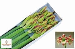 Hipp St Ambiance 85cm 4+