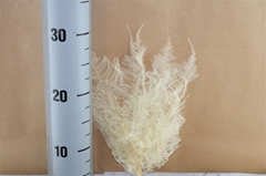 Ov Dec Mat 21%