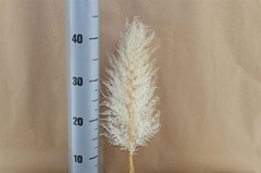 Ov Dec Mat 21%