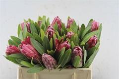 Protea Lancelot 30cm
