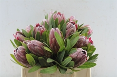 Protea Pink Ice 30cm
