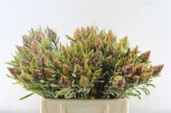 Leucad Rubrum 40cm
