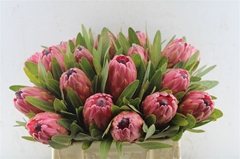 Protea Red Ice 40cm