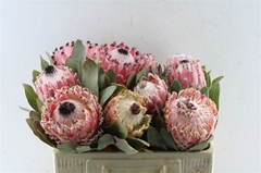 Protea Barbigera 50cm