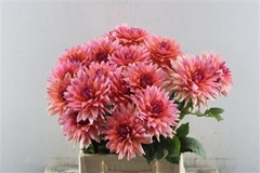 Dahl Other 55cm