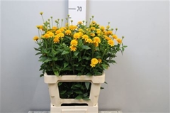 Heliopsis Hel Asahi 80cm