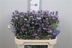Ast Cassandra 75cm 25gram