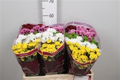 Chr San Mixed 55cm 120g