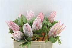 Protea Cynaroides 50cm