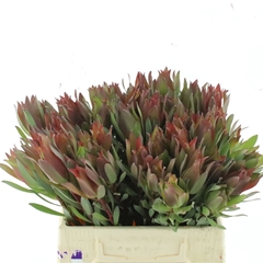 Leucad Other 40cm